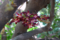Averrhoa bilimbi